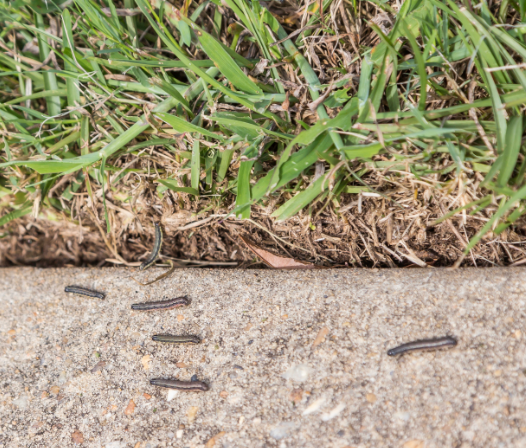 Army Worm Invasion