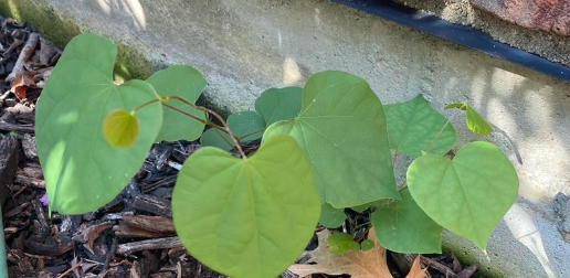 What's a Weed Anyway?